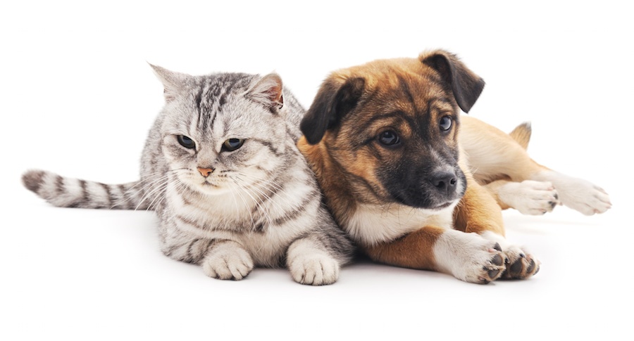 A gray and white striped cat is sitting next to a brown puppy with a white chest and black muzzle.