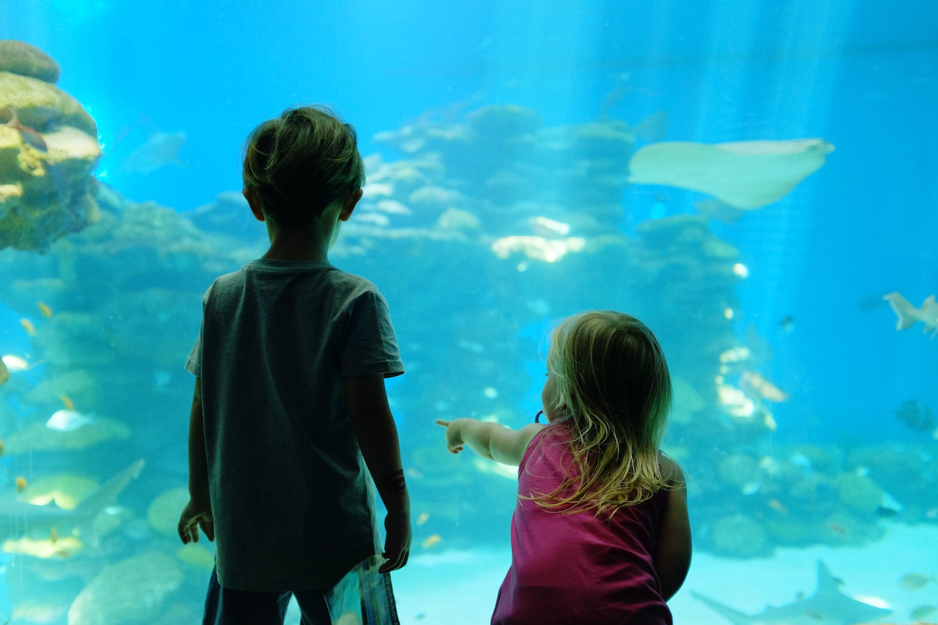 A young boy and girl looking into a tank at the aquarium