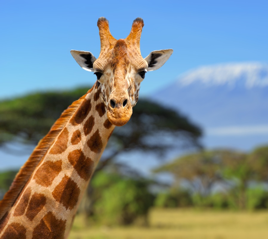 A close up image of a giraffe