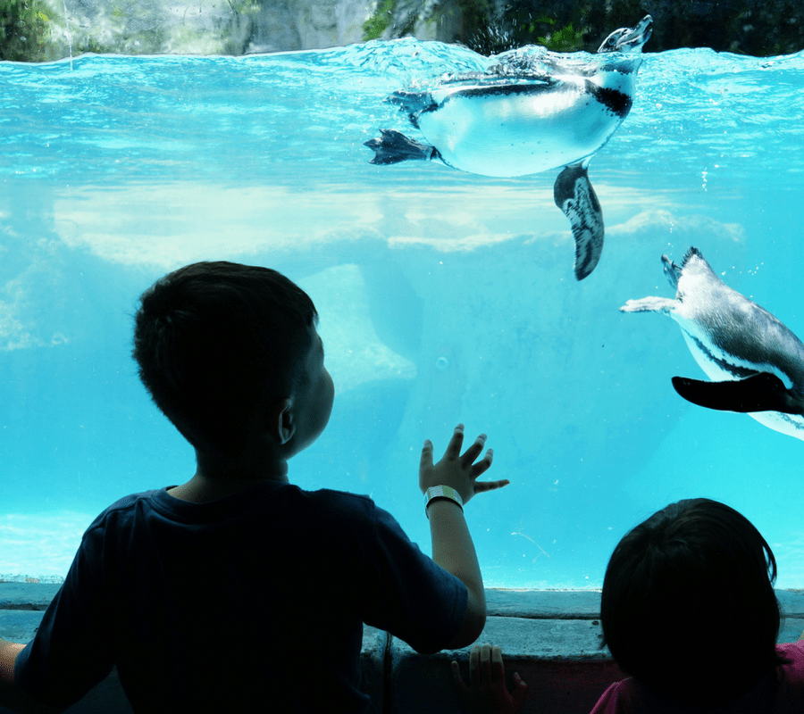 two kids are looking into an aquarium of two penguins