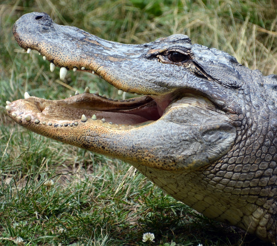 A close up image of an alligator head