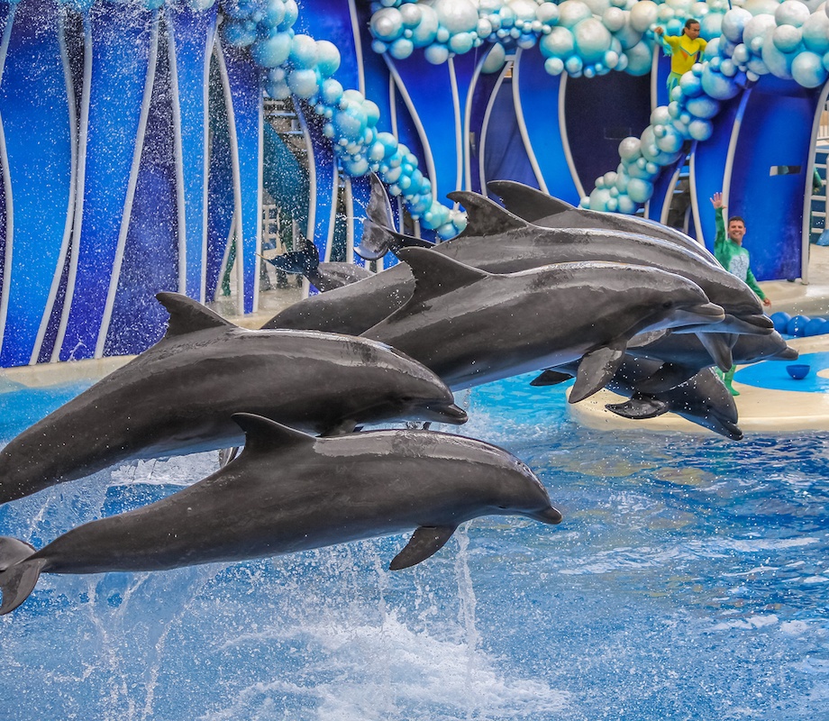 An image of a group of dolphins jumping out of the water with a blue bubbly background